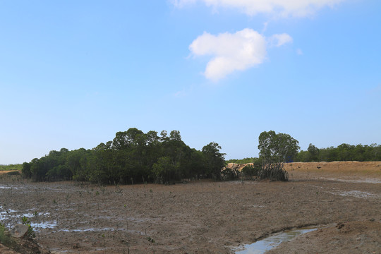 海南儋州红树林生态湿地