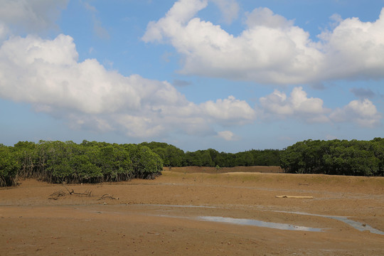 海南儋州红树林生态湿地