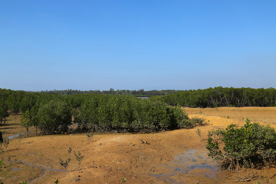 红树林生态湿地