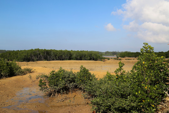 红树林生态湿地