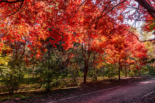 秋季的中国长春南湖公园红叶风景