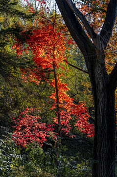 秋季的中国长春南湖公园红叶风景