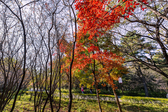 秋季的中国长春南湖公园红叶景观