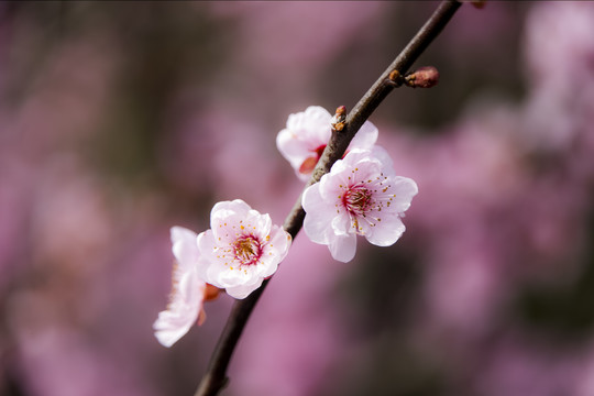 一枝梅花