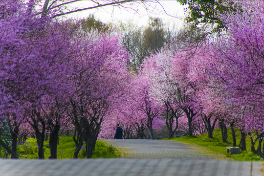 梅花园