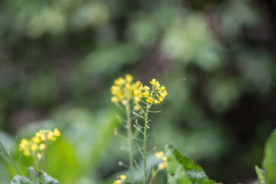 油菜花特写