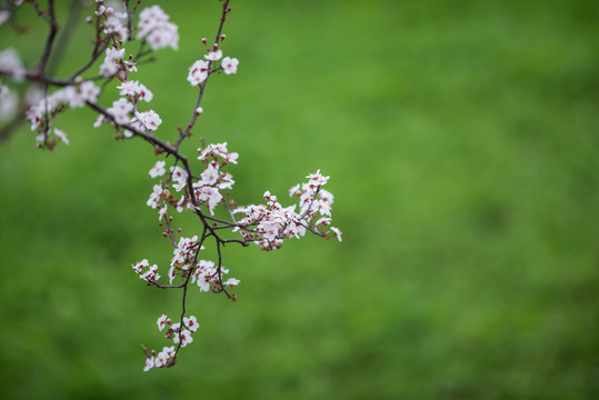 李花素材