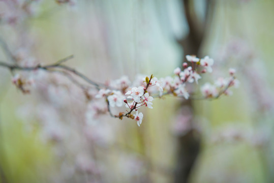 红叶李