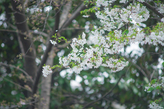 白色樱花