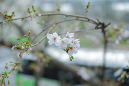 白色樱花