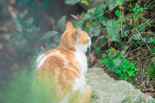 流浪橘猫