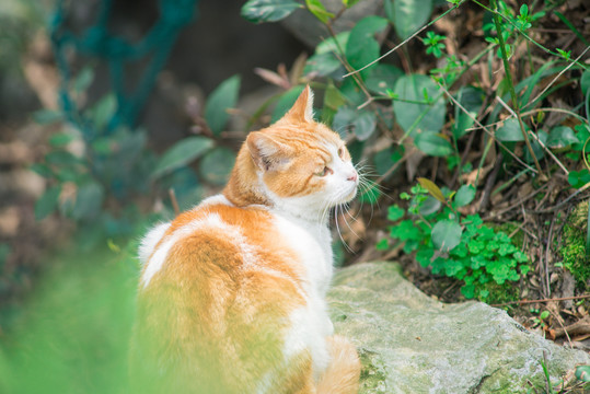 流浪橘猫