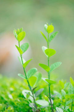 新生的嫩芽