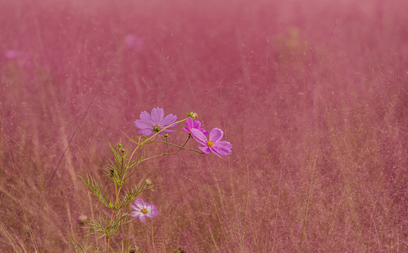 格桑花