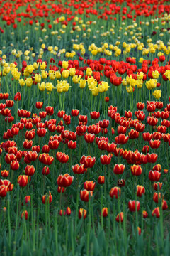 郁金香花海