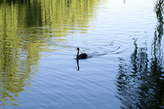 湖中黑天鹅