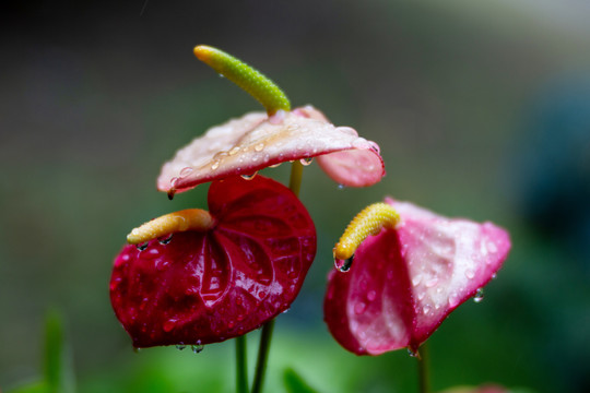 花烛