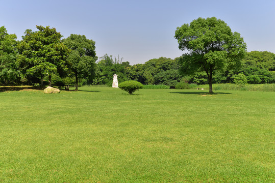 树林草坪