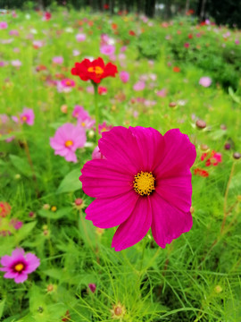 波斯菊花海