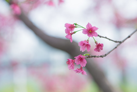 海棠花