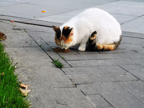 在吃东西的流浪猫