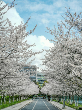 同济大学樱花盛开