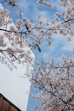上海龙美术馆樱花季