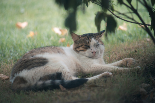 一直流浪猫