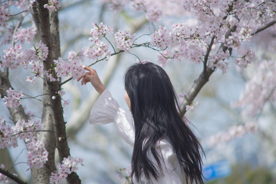 摘樱花的少女