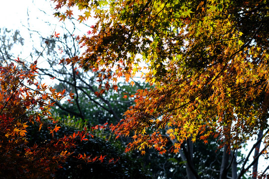 秋日红叶风景