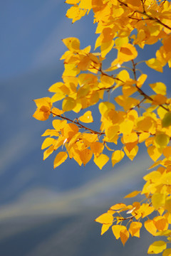 金色的叶子