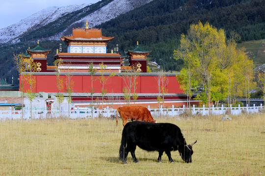 美丽夏河