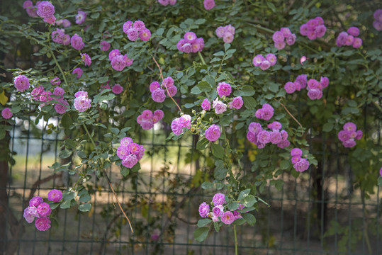 北京奥林匹克森林公园蔷薇花开