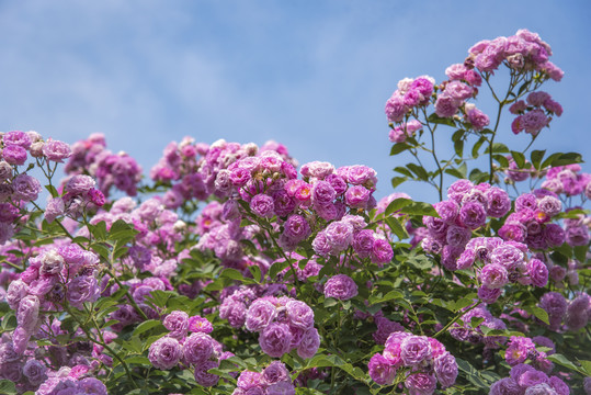 北京奥林匹克森林公园蔷薇花开