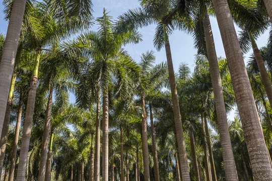 椰林棕榈林