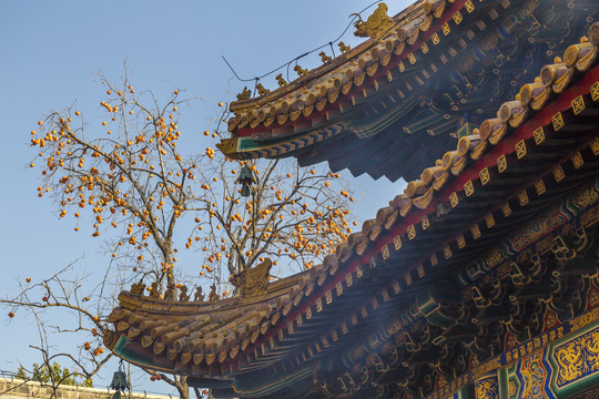 北京雍和宫古建筑风景