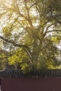 北京秋季古建筑黄叶风光