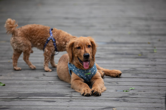 金毛宠物犬