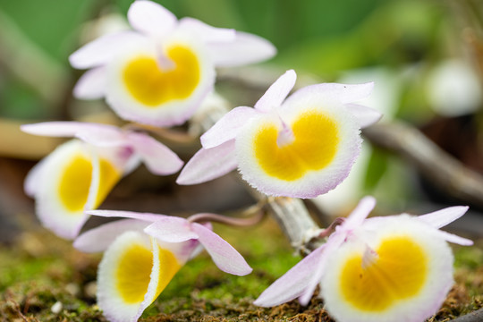 石斛花