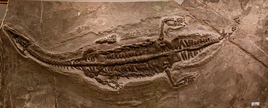 幻龙化石