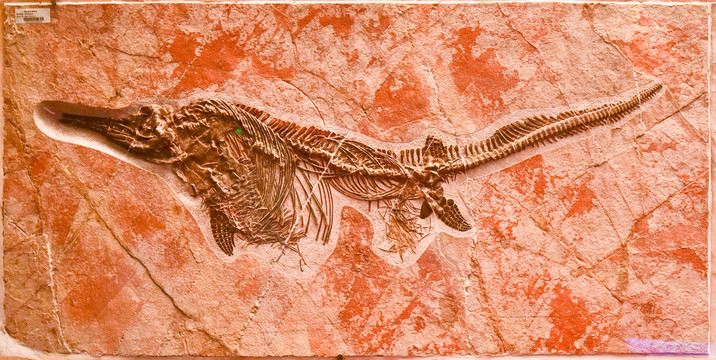 混鱼龙化石