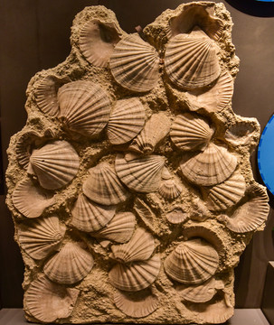 扇贝化石