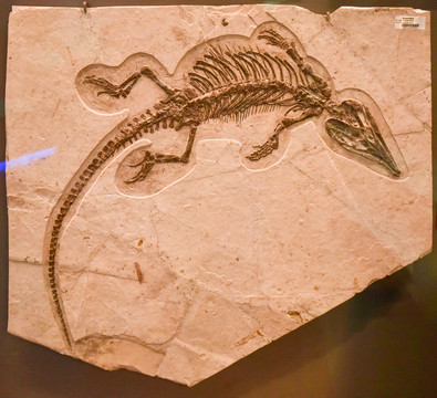 伊克昭龙化石