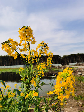 金色油菜花