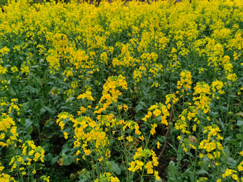 金色油菜花