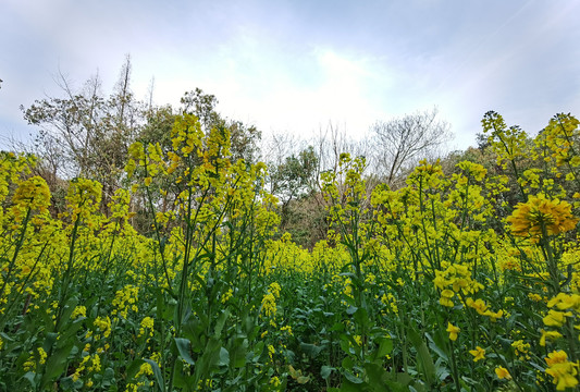 金色油菜花