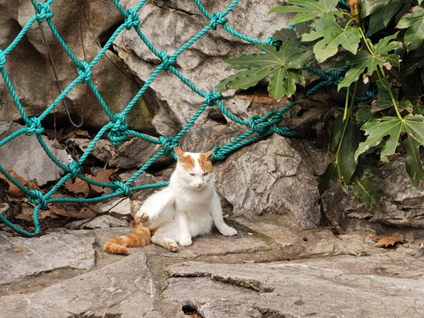 一只流浪猫