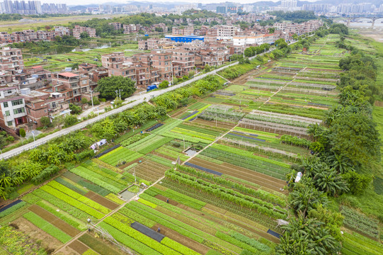 广西梧州长洲岛菜农秋种忙