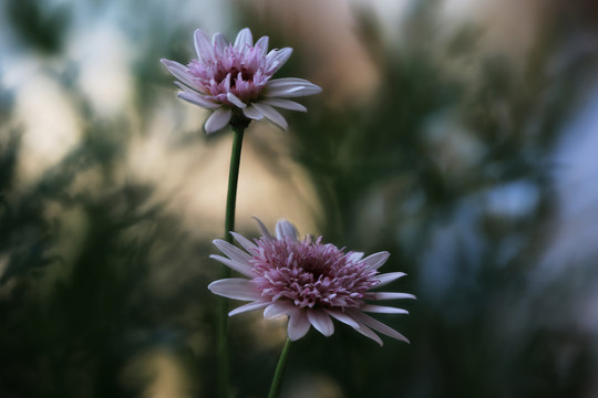 盛开菊花