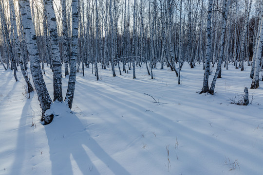 逆光雪地白桦林